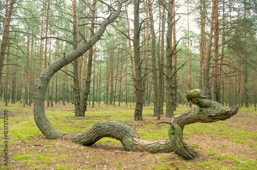 Trees in a geopathogenic zone.