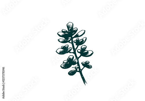 Jade Plant hand drawn sketch vector illustration isolated