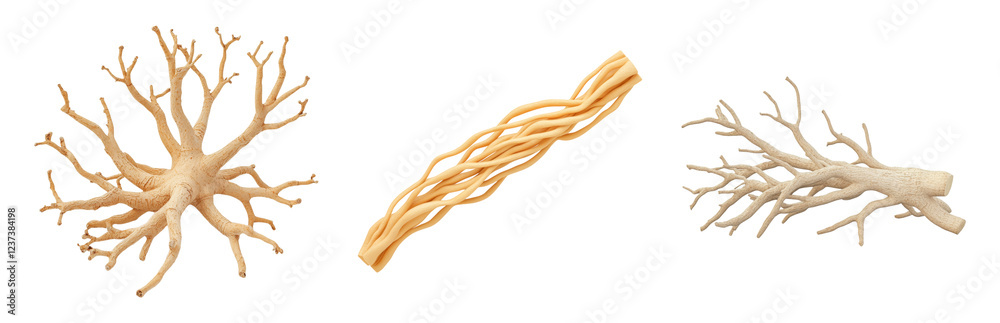 Natural Root Forms for Artistic Use Isolated on transparent background Natural Root Forms for Artistic Use Isolated on transparent background