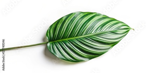 Calathea Orbifolia Leaf on White Background, green leaf, calathea orbifolia photo