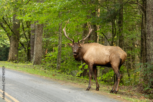 Wallpaper Mural Bull Elk Takes Deep Breath In Preperation to Bugle Torontodigital.ca