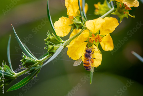 macro photo of a bee on a yellow flower