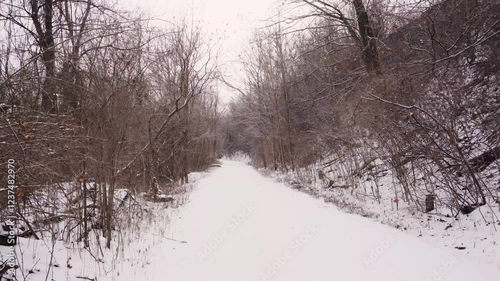 A peaceful snow covered path winds through a quiet winter forest A peaceful snow covered path winds through a quiet winter forest