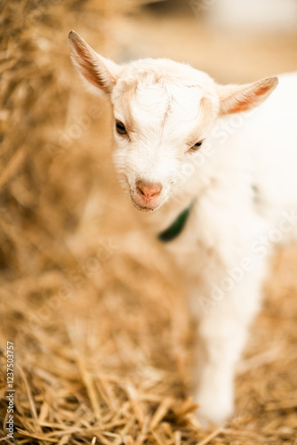 white baby goat