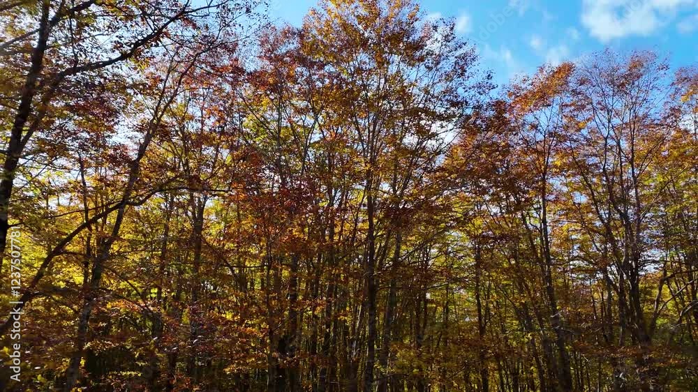秋のブナ林　美しい森林　こもれび　移動撮影　自然　風景　イメージ