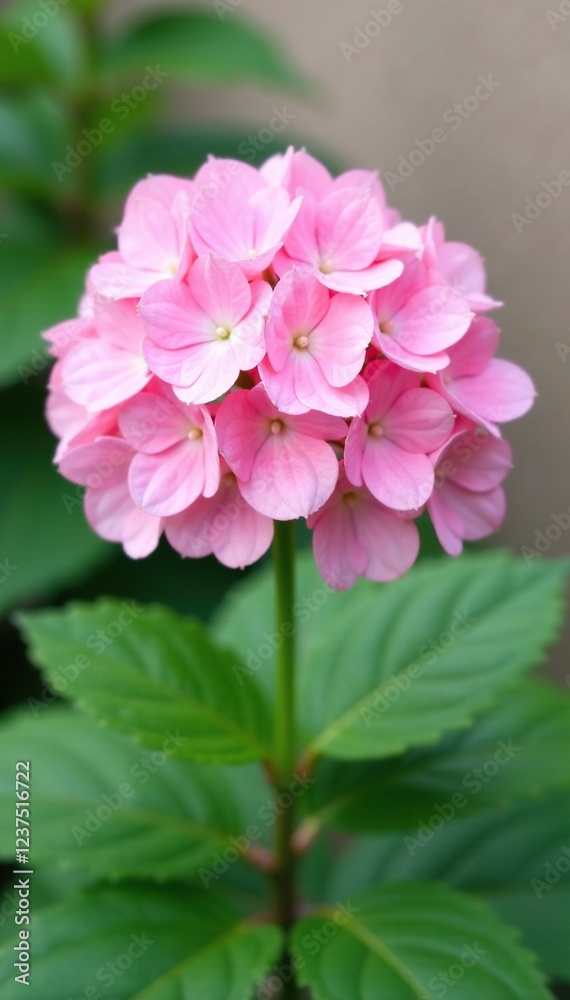 Delicate pastel hydrangea blooms in soft pink hues on a green stem, garden, floral arrangement, nature Delicate pastel hydrangea blooms in soft pink hues on a green stem, garden, floral arrangement, nature