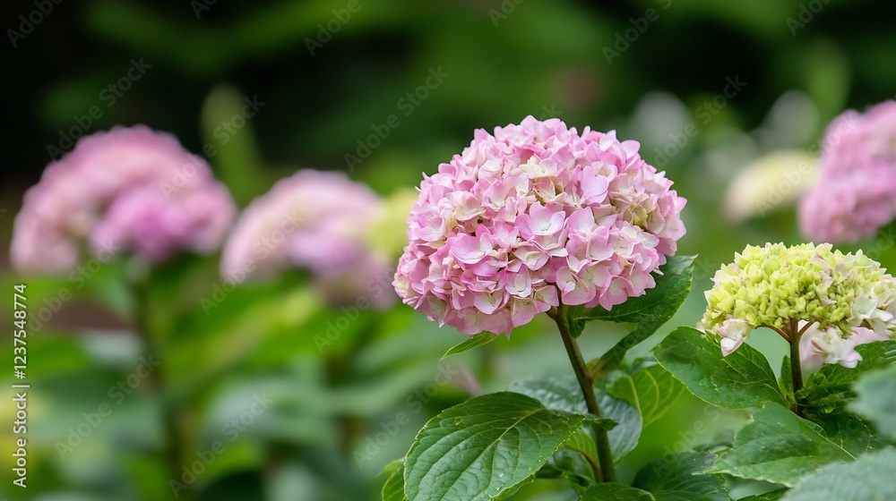 Serene Pink Hydrangea Blossoms in Lush Green Garden Setting : Generative AI Serene Pink Hydrangea Blossoms in Lush Green Garden Setting : Generative AI