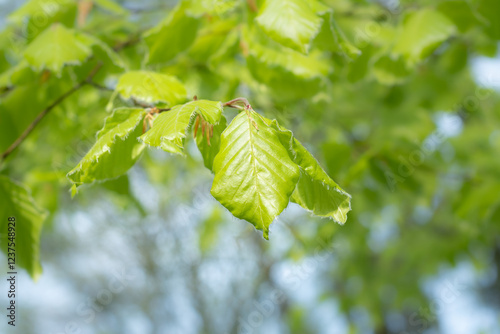 Close-up shot new lime green yellow springtime growth leaves of Beech tree Fagus sylvatica in morning sunlight photo