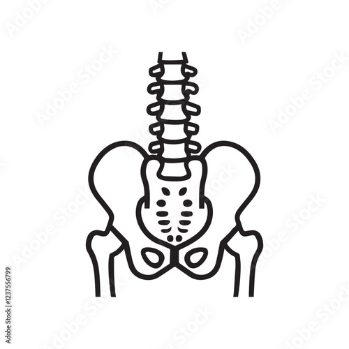 Line drawing of a human pelvis and spine.