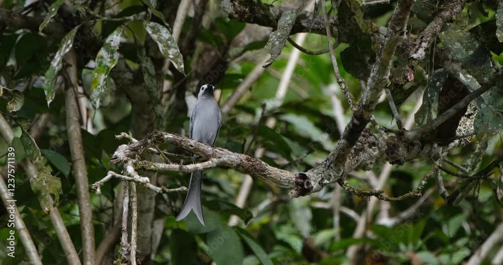 An Ashy Drongo Dicrurus leucophaeus flies up to the left side of the frame and flies back to perch on the branch of a tree. An Ashy Drongo Dicrurus leucophaeus flies up to the left side of the frame and flies back to perch on the branch of a tree.