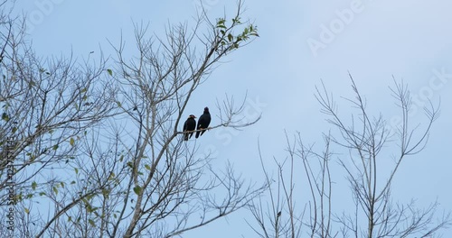 A pair of Common Hill Mynah are perching on a tiny twig of a tree in the jungle.