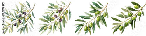 Four Olive Branches Botanical Illustration, Isolated on White Background, Green and Black Olives, Digital Painting, Olive Branch, Botanical Illustration, Olives