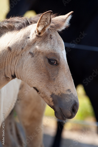 Palomino Fohlen im Fellwechsel Portrait