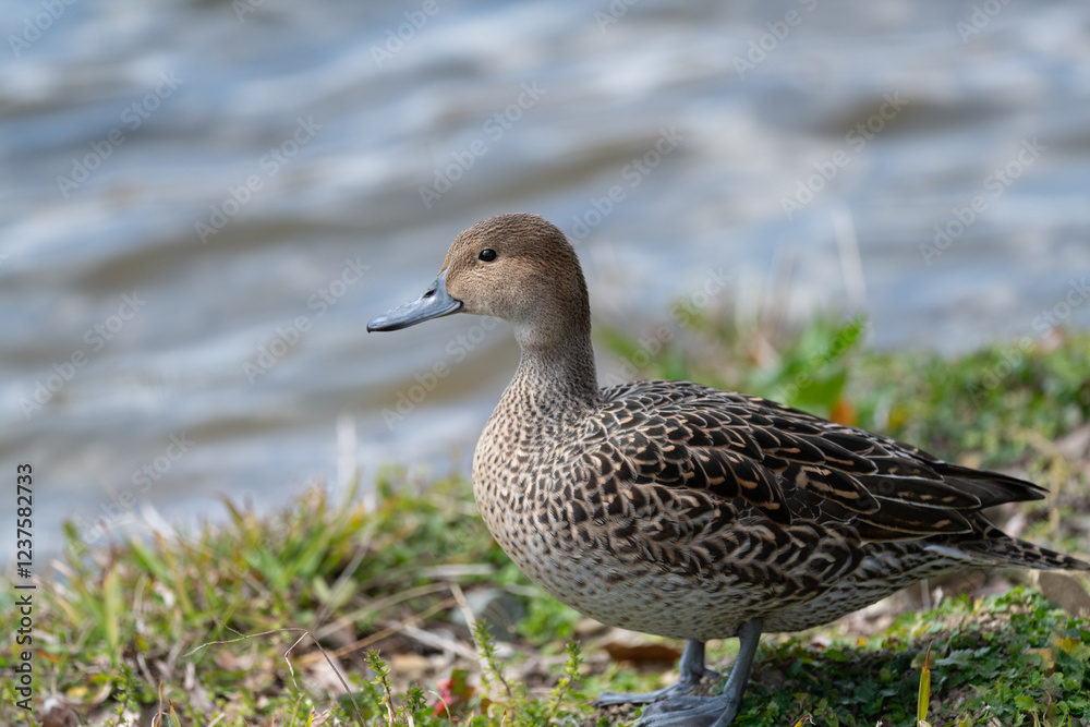 陸に上がって歩く可愛いカモ
