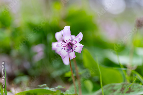 三月が見頃の美しいカタクリの花
