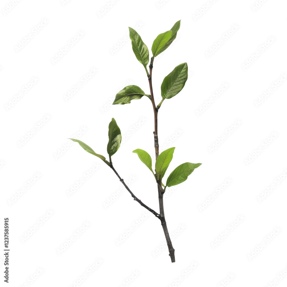 green branch with leaves, showcasing natural beauty and freshness. Perfect for design projects or nature themed content green branch with leaves, showcasing natural beauty and freshness. Perfect for design projects or nature themed content
