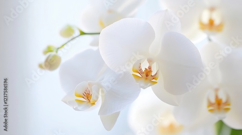 Serene White Orchid Blooms Conveying Elegance and Purity : Generative AI
