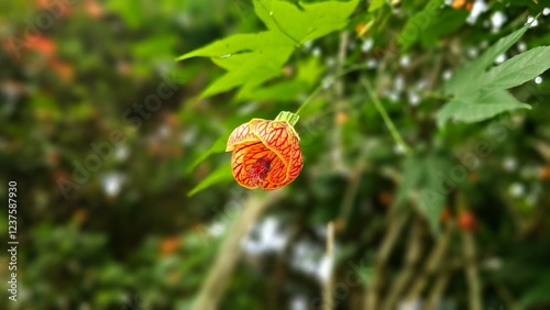 Abutilon pictum, commonly known as Chinese lantern or flowering maple, redvein abutilon, red vein Indian mallow, redvein flowering maple. Close up shoot of Red Chinese lantern bloom in the garden. photo