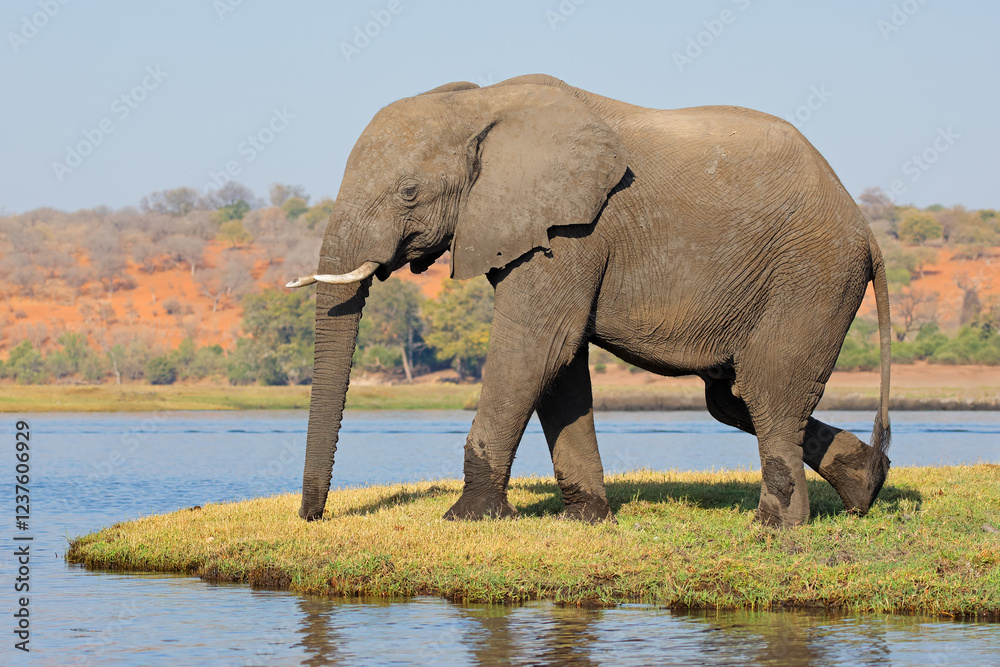 Fototapeta premium A large African elephant (Loxodonta africana) in natural habitat, Chobe National Park, Botswana.