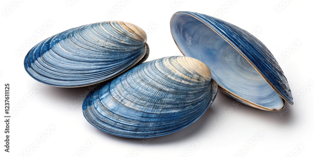 Fresh Asari Clams Isolated on a White Background Fresh Asari Clams Isolated on a White Background