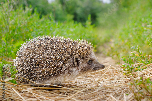 Small hedgehog stands on the path