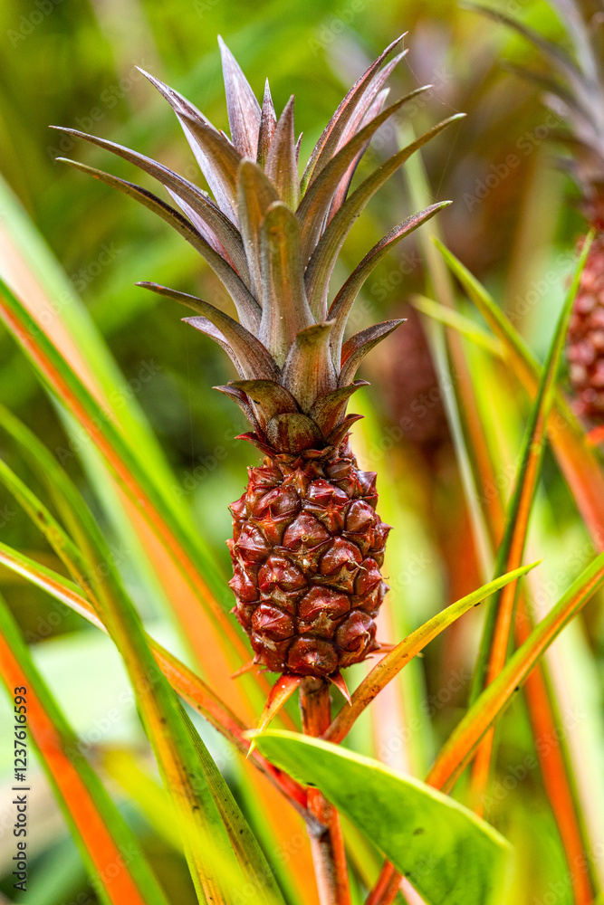 Close up of young pineapples fruit growing in a field. Close up of young pineapples fruit growing in a field.