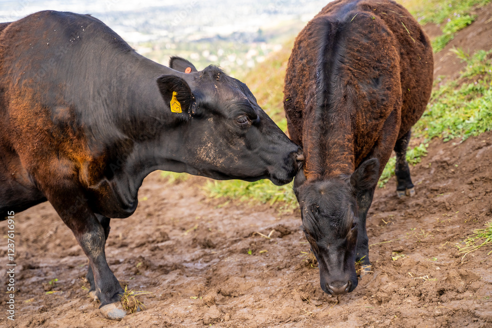 Young calf with mother grazing on a field. Young calf with mother grazing on a field.