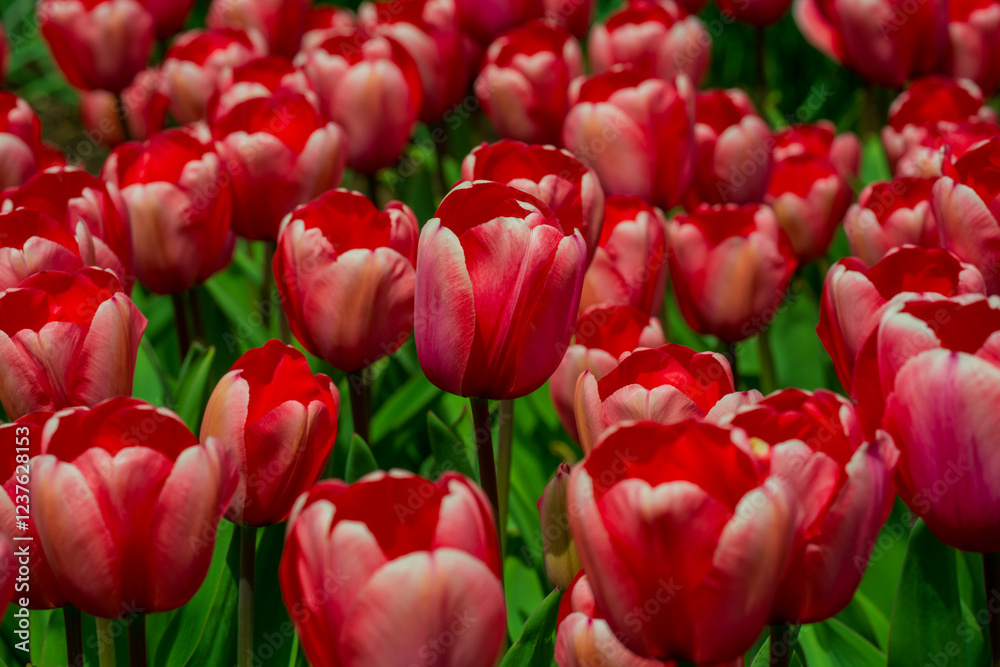 This is a tulip. The Spring flower. This is a tulip. The Spring flower.