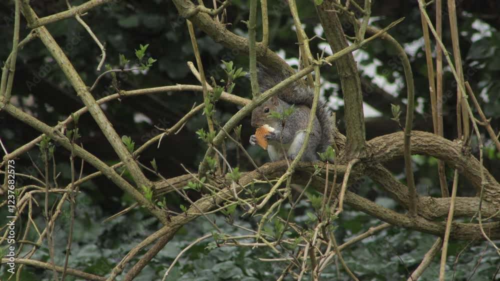 Grey Squirrel Sitting On Tree Branch Eating A Piece Of White Bread Daytime UK Hertfordshire Borehamwood Grey Squirrel Sitting On Tree Branch Eating A Piece Of White Bread Daytime UK Hertfordshire Borehamwood
