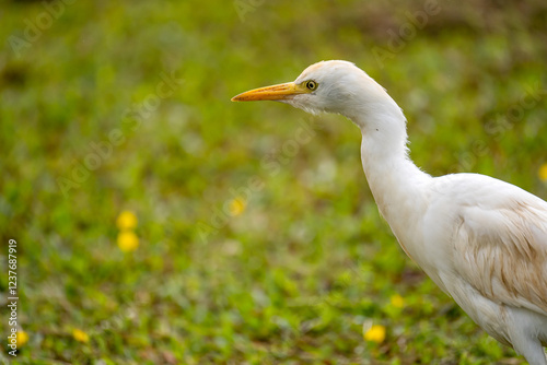 Portrait of Western Cattle Egret (Bubulcus ibis) photo