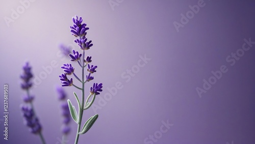 A soft-focus lavender sprig with gentle purple undertones, set against a calming lilac background, evoking serenity with subtle gradients and delicate shadows. photo