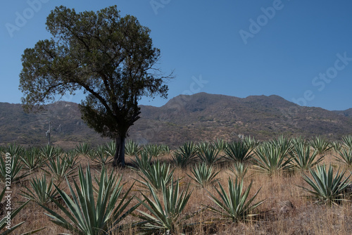 Obraz na plátně Rows of espadin smallsword, (Agave angustifolia), the predominant agave in Oaxaca, Mexico, used for making mezcal