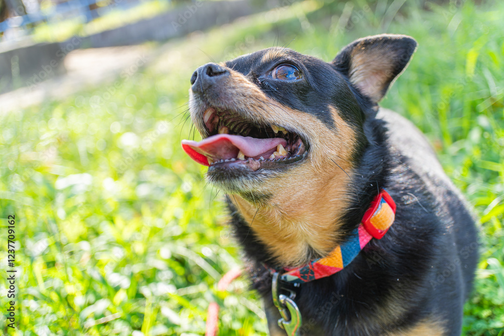 散歩する犬 散歩する犬