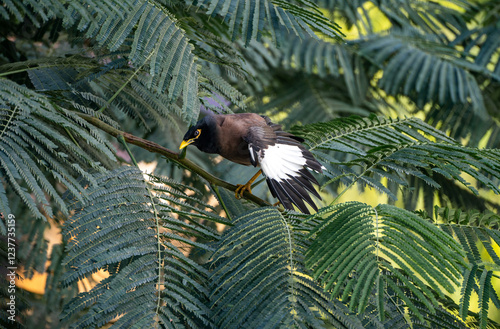 Indian Myna spreading her wings on a tree photo