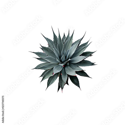 Agave or Aqava americana isolated on white background photo