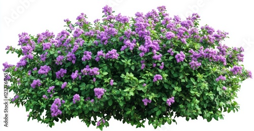 Purple flowering shrub, garden, isolated, white background, landscaping
