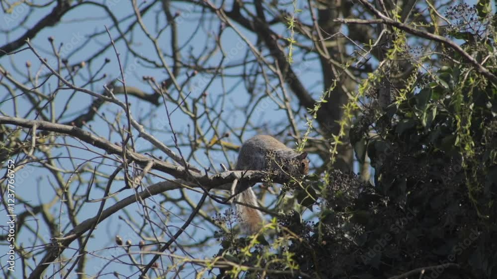 Grey Squirrel Rubbing Its Face On Tree Branch Slow Motion Daytime Sunny Windy Borehamwood Hertfordshire UK Grey Squirrel Rubbing Its Face On Tree Branch Slow Motion Daytime Sunny Windy Borehamwood Hertfordshire UK