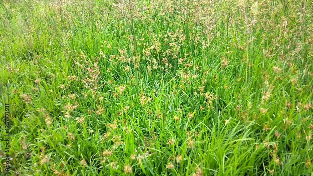 Dense flowering green grass blowing in the wind, growing in the field Dense flowering green grass blowing in the wind, growing in the field