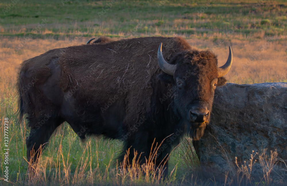 bison staredown bison staredown