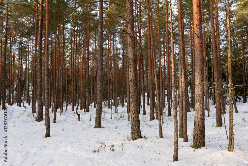 Naklejka premium Winter