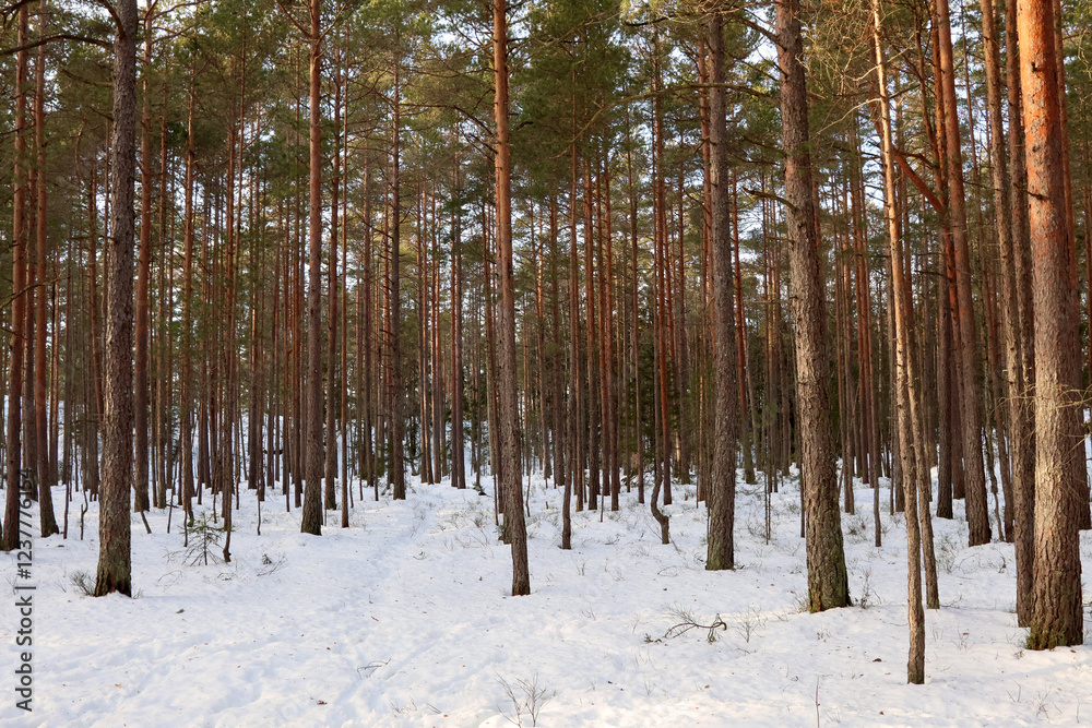 Naklejka premium Winter