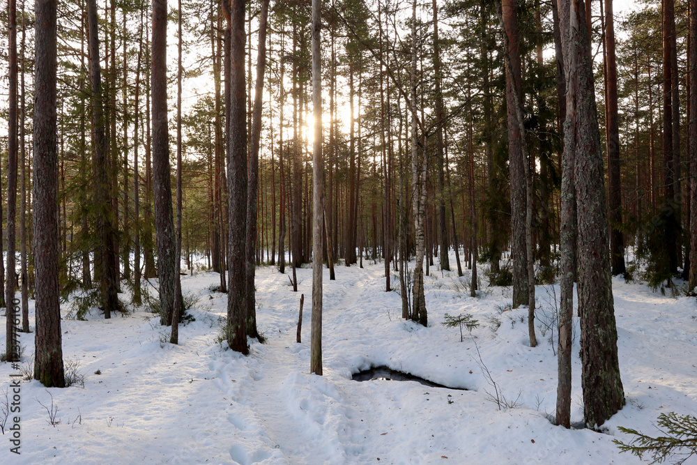 Naklejka premium Winter