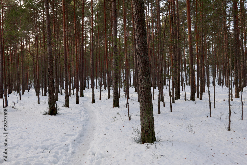 Winter Winter
