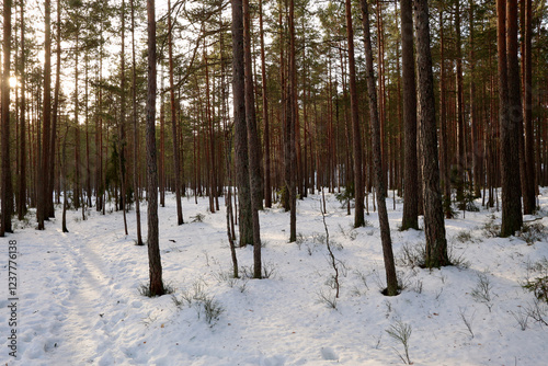 Obraz na płótnie Winter