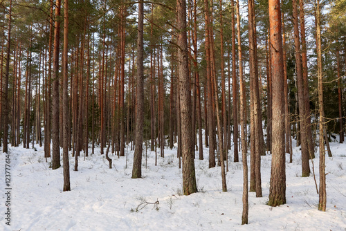 Obraz na płótnie Winter