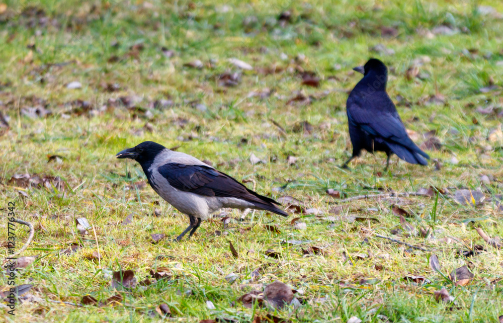 Two birds are standing on the grass Two birds are standing on the grass