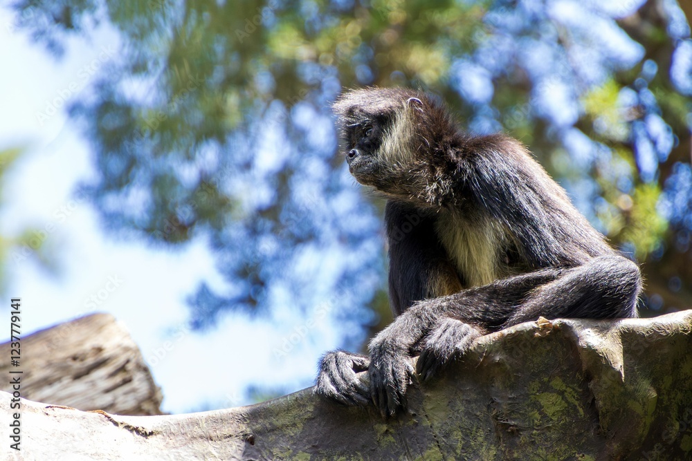 Obraz premium Spider monkey resting on a tree branch