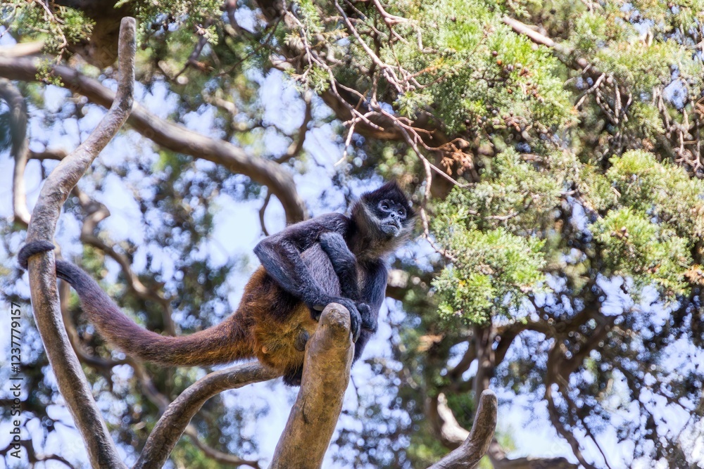 Fototapeta premium Spider monkey on a tree branch in a forest.