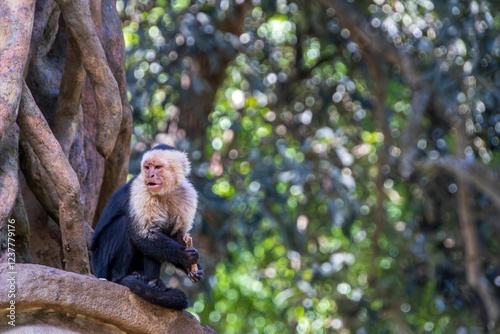 Capuchin monkey in tropical forest