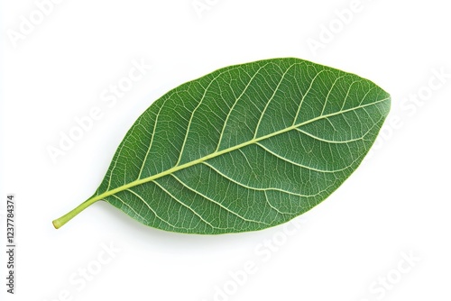 Single green leaf, studio shot, white background, botanical illustration (1)